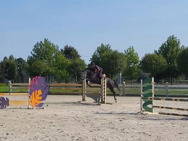 Holstein Mare 6 years 17,1 hh Gray-Dapple in Radziejów