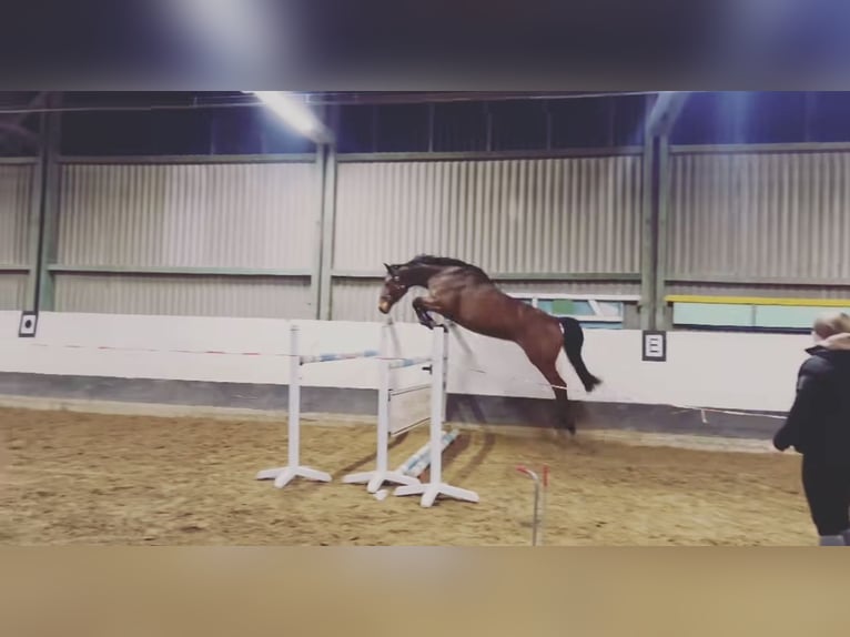 Holstein Mare 6 years 17 hh Brown in S&#xFC;derl&#xFC;gum