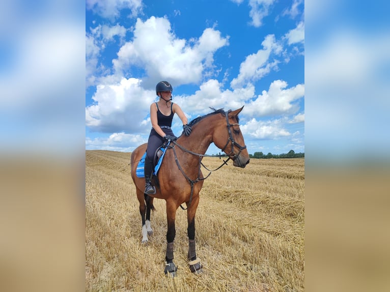 Holstein Mare 6 years 17 hh Brown in Blekendorf