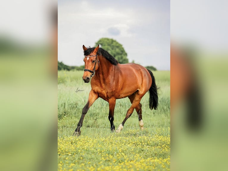 Holstein Mare 6 years 17 hh Brown in Blekendorf