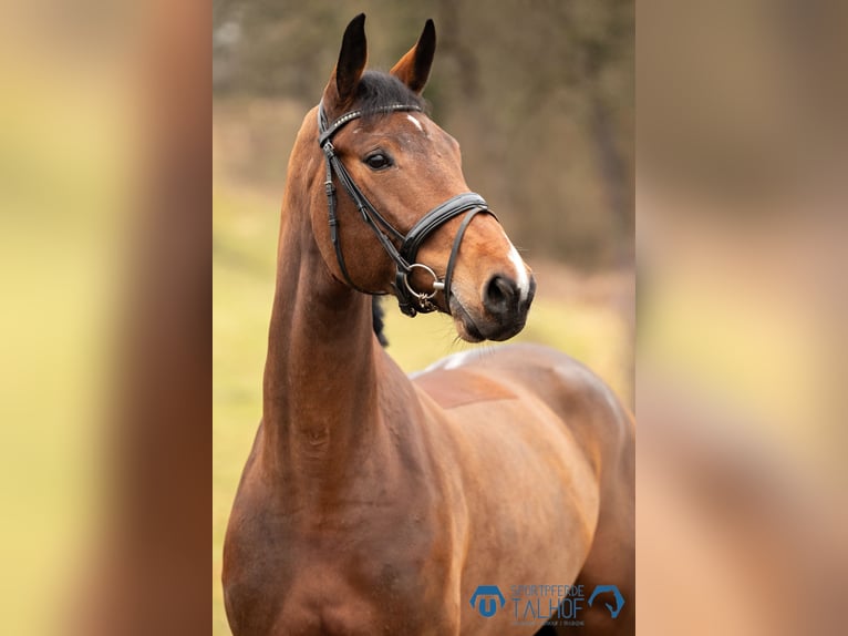 Holstein Mare 6 years 17 hh Brown in Korntal-Münchingen