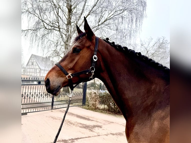 Holstein Mare 6 years 17 hh Brown in Sangerhausen