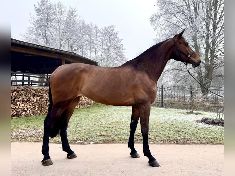 Holstein Mare 6 years 17 hh Brown in Sangerhausen