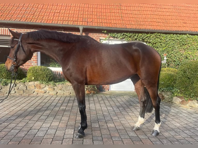 Holstein Mare 6 years 17 hh Brown in Altenberge