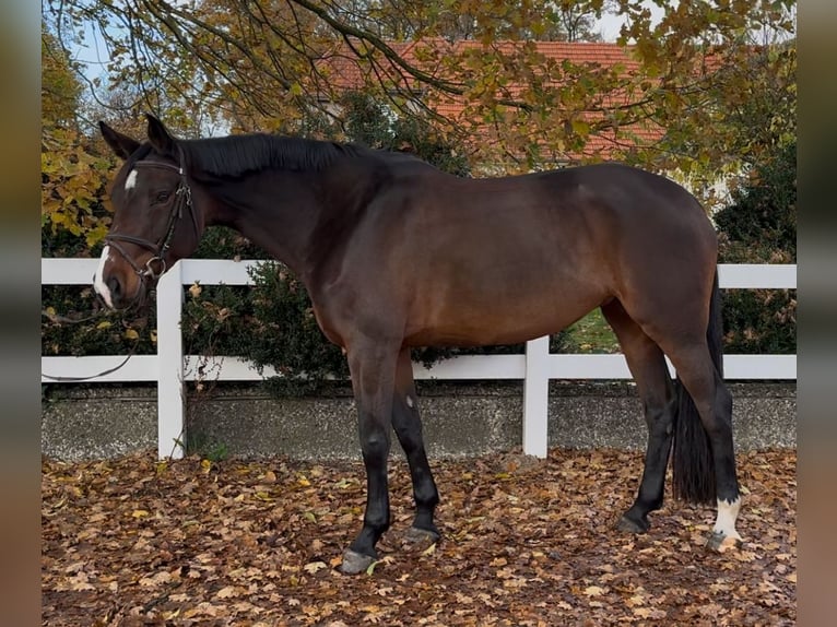 Holstein Mare 6 years 17 hh Brown in Heeslingen