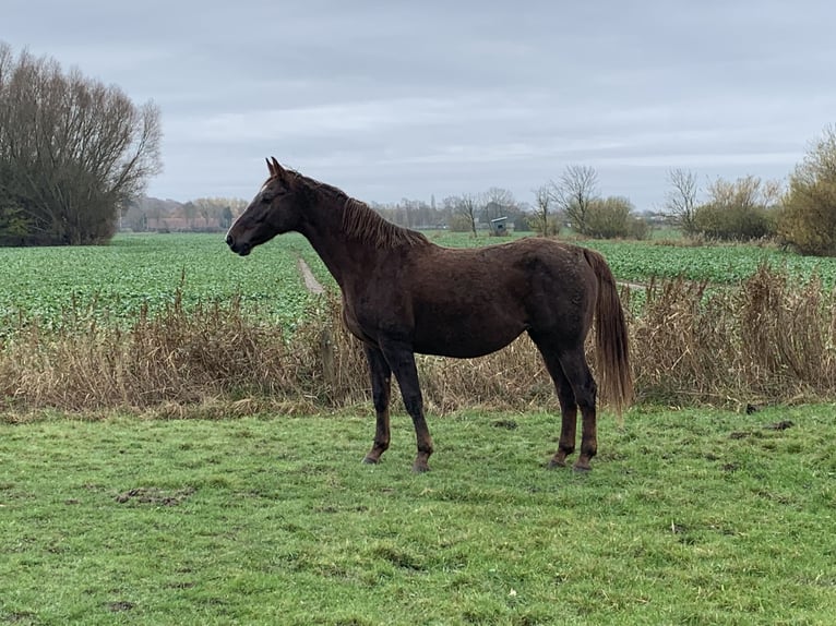 Holstein Mare 6 years 17 hh Chestnut-Red in Epenw&#xF6;hrden