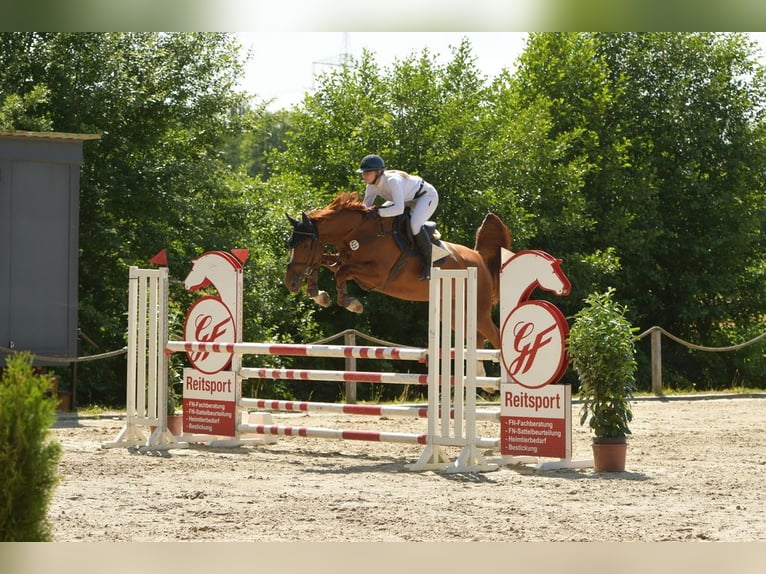 Holstein Mare 6 years 17 hh Chestnut-Red in Neetze