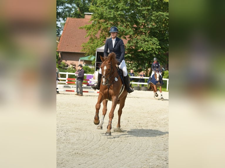 Holstein Mare 6 years 17 hh Chestnut-Red in Neetze