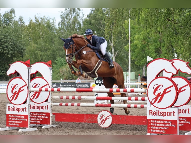 Holstein Mare 6 years 17 hh Chestnut-Red in Neetze