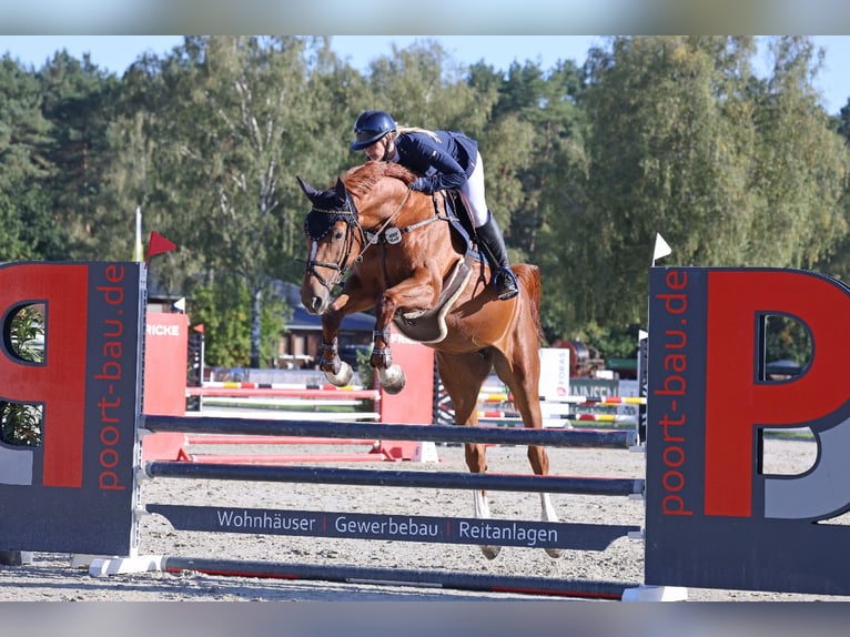 Holstein Mare 6 years 17 hh Chestnut-Red in Neetze