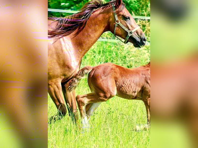 Holstein Mare 6 years 17 hh in Langenau