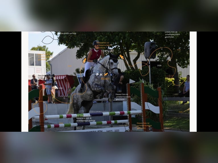 Holstein Mare 6 years 17 hh Grey-Dapple in Sankt Peter-Ording