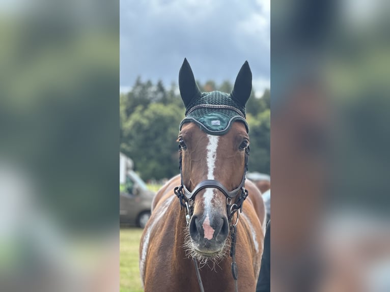 Holstein Mare 6 years 17,1 hh Chestnut-Red in Pogeez