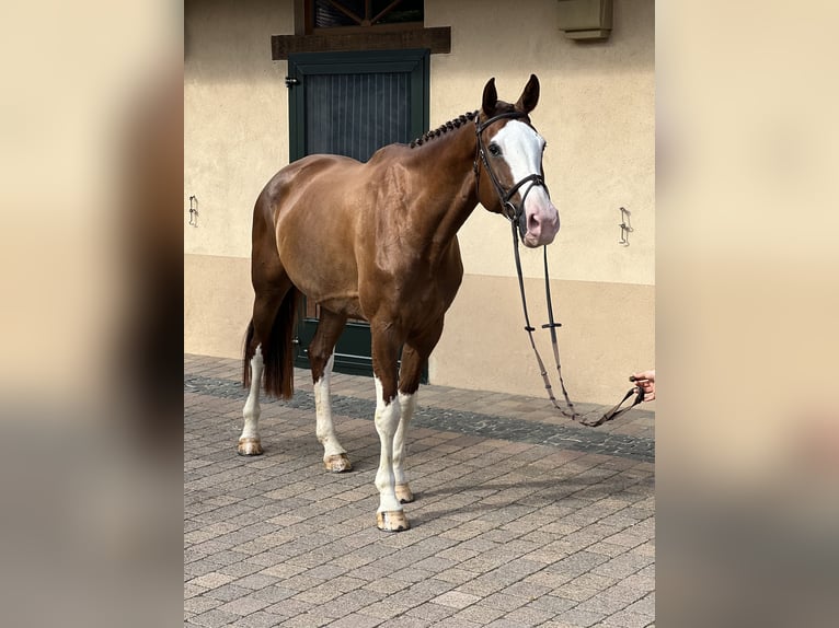 Holstein Mare 6 years 17,2 hh Chestnut in Hergenfeld