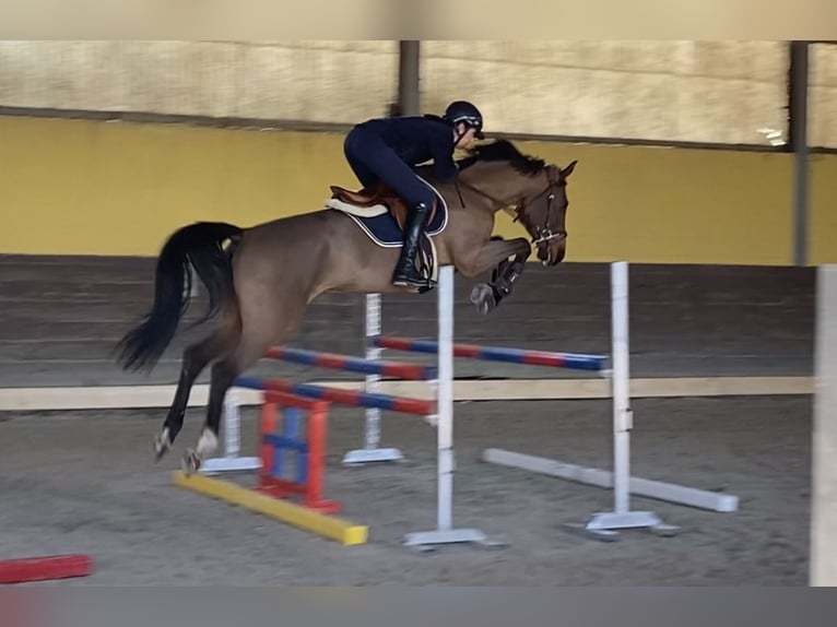 Holstein Mare 6 years Brown in Cavenago D'Adda