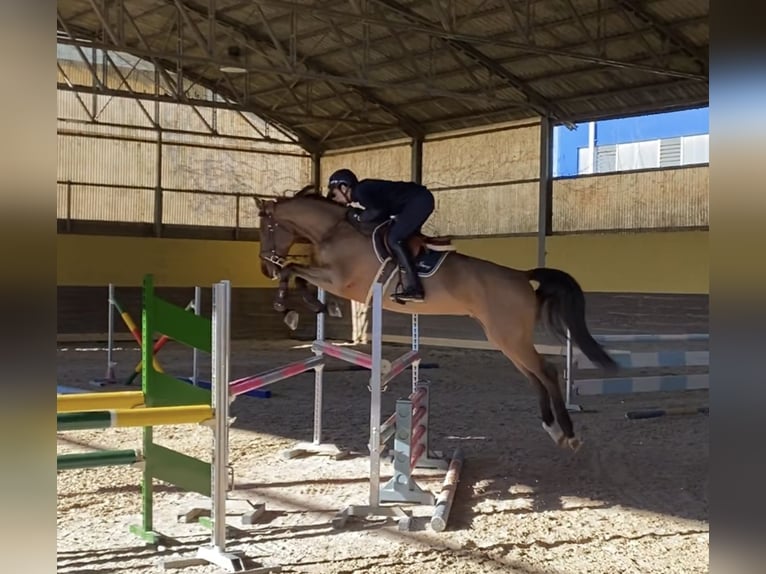 Holstein Mare 6 years Brown in Cavenago D'Adda