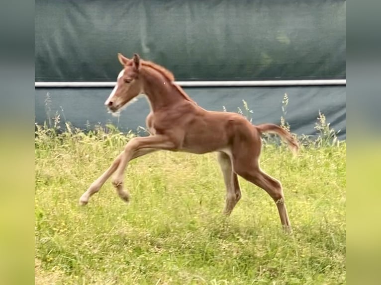 Holstein Mare 6 years Brown in Cavenago D'Adda