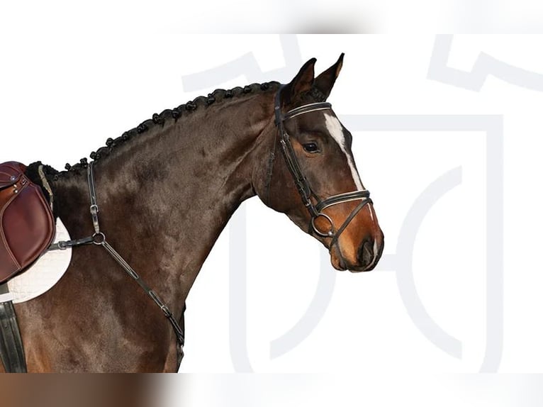 Holstein Mare 6 years Brown in Elmshorn