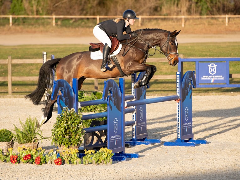 Holstein Mare 6 years Brown in Elmshorn