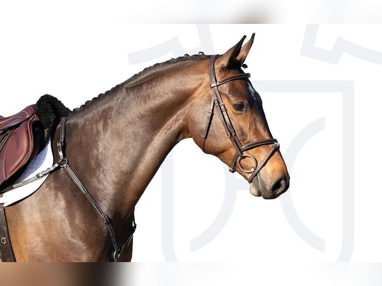 Holstein Mare 6 years Brown in Elmshorn