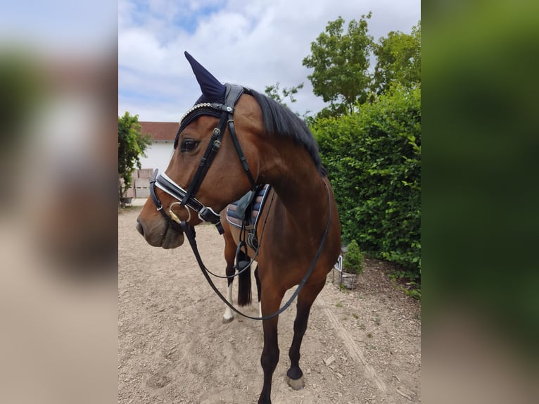 Holstein Mare 7 years 15.2 hh Bay-Dark in Ingolstadt
