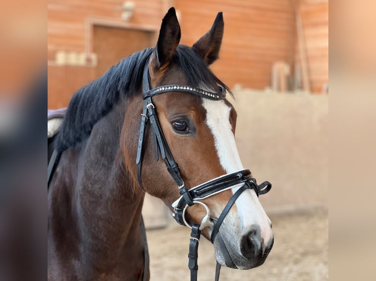 Holstein Mare 7 years 15,2 hh Brown in Davos Platz