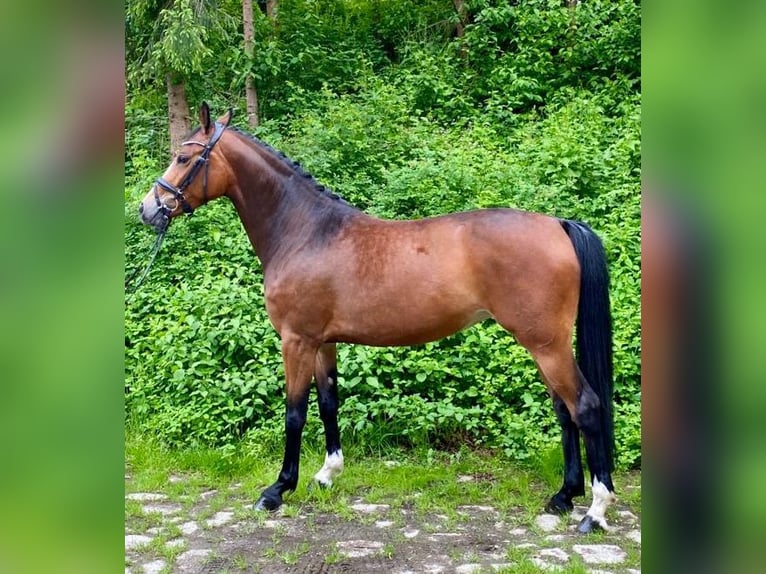 Holstein Mare 7 years 15,2 hh Brown in Davos Platz