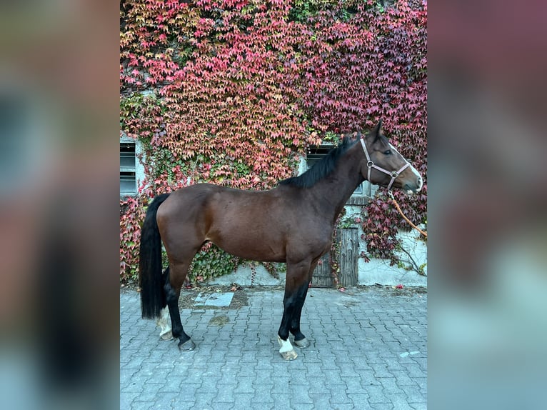 Holstein Mare 7 years 15,2 hh Brown in Tecklenburg