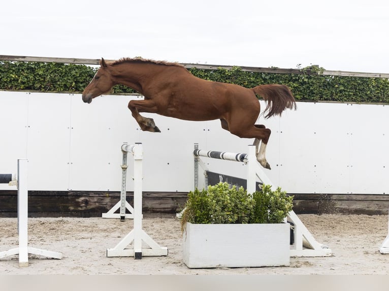 Holstein Mare 7 years 15.2 hh  in Waddinxveen