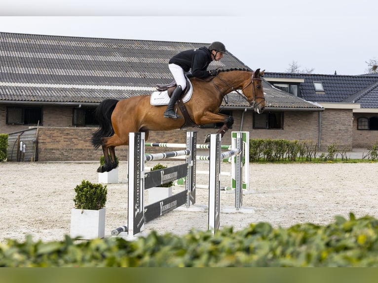 Holstein Mare 7 years 15.3 hh  in Waddinxveen