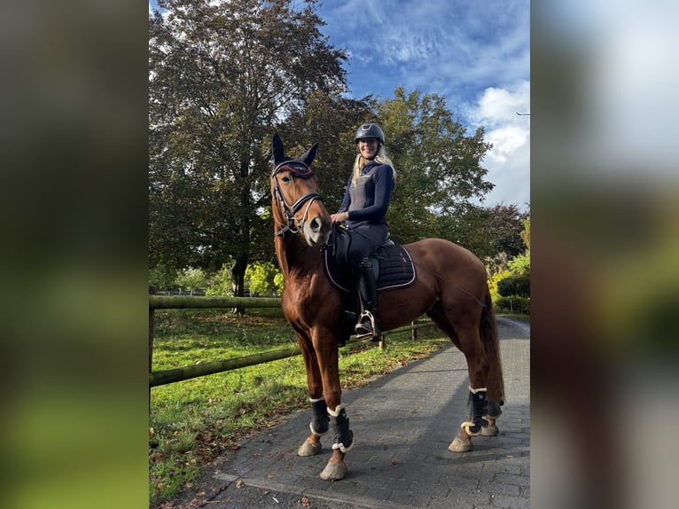 Holstein Mare 7 years 15,1 hh Chestnut-Red in Grande