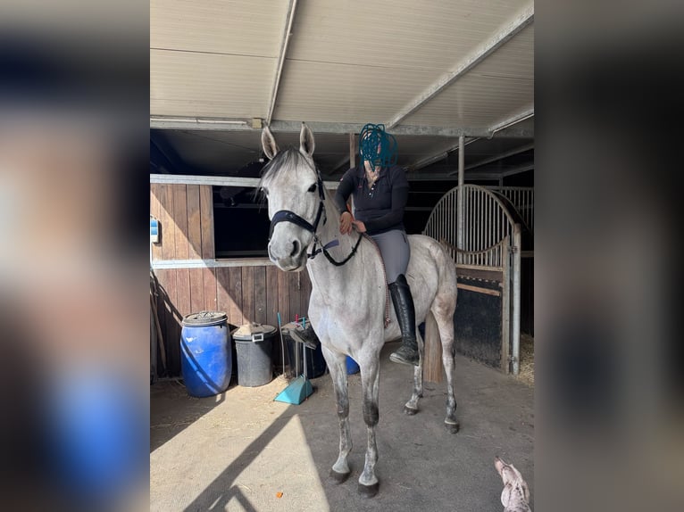 Holstein Mare 7 years 15,2 hh Gray in Lindlar