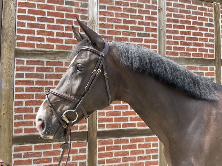 Holstein Mare 7 years 16.1 hh Bay-Dark in Nordkirchen