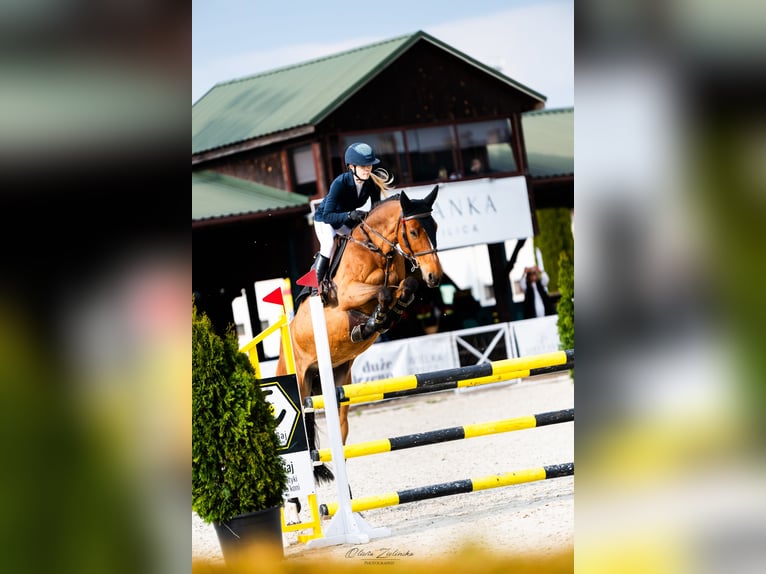 Holstein Mare 7 years 16.1 hh Bay in Piaski