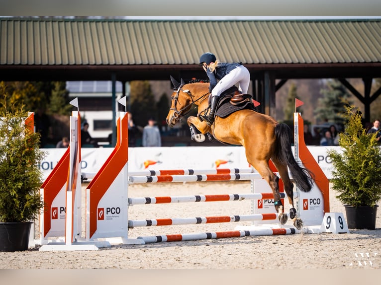 Holstein Mare 7 years 16.1 hh Bay in Piaski