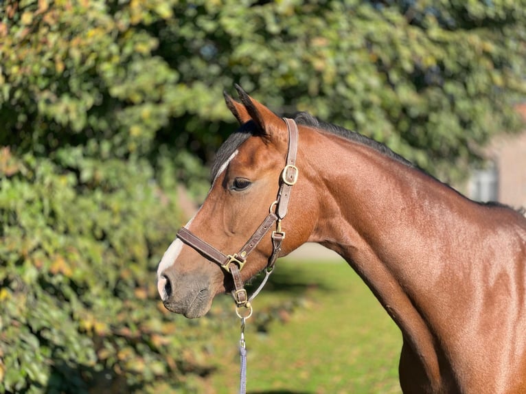 Holstein Mare 7 years 16,1 hh Brown in GROTE-BROGEL