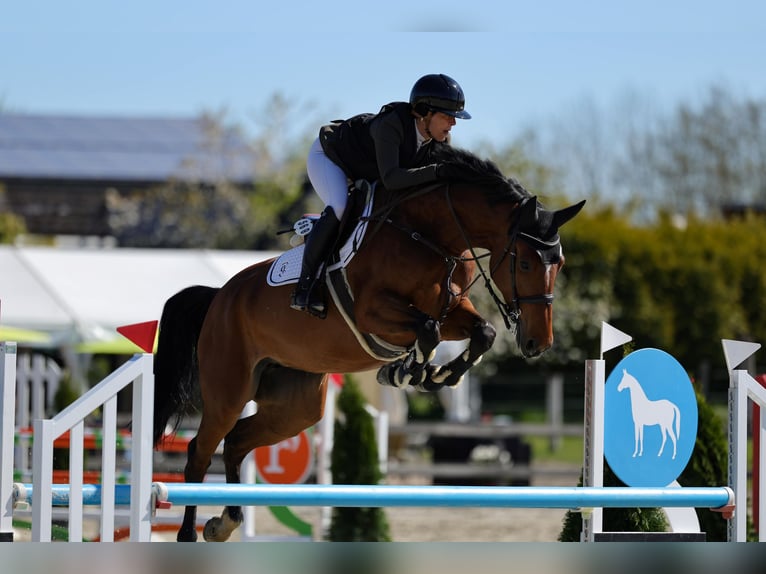 Holstein, Mare, 7 years, 16.1 hh, Brown