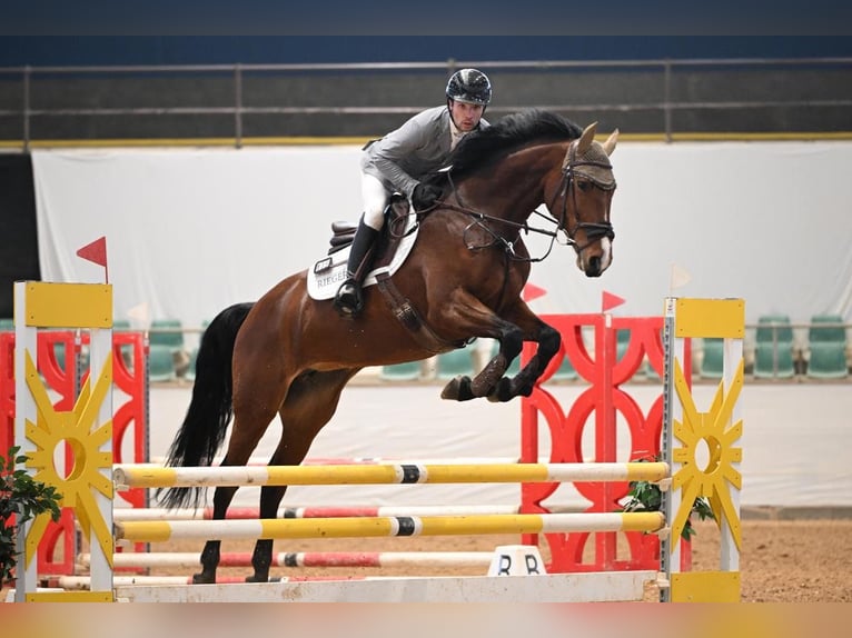 Holstein, Mare, 7 years, 16.1 hh, Brown