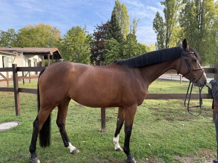 Holstein Mare 7 years 16.1 hh Brown in Viernheim