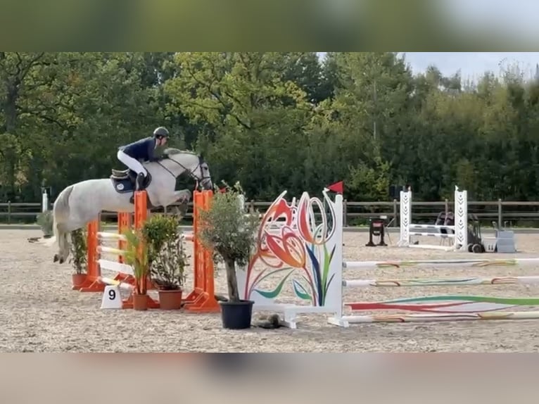 Holstein Mare 7 years 16.1 hh Can be white in Inčukalns