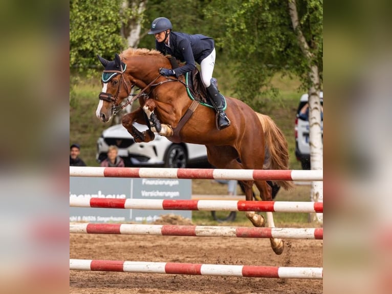 Holstein Mare 7 years 16,1 hh Chestnut-Red in Sangerhausen