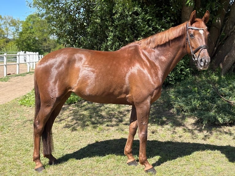 Holstein Mare 7 years 16.1 hh Chestnut in Schmilau