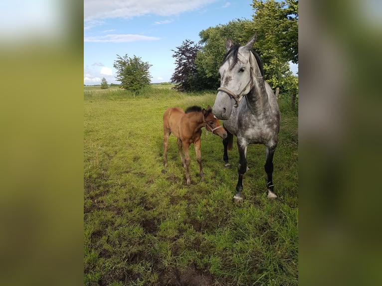 Holstein Mare 7 years 16,1 hh Gray in Hattstedt