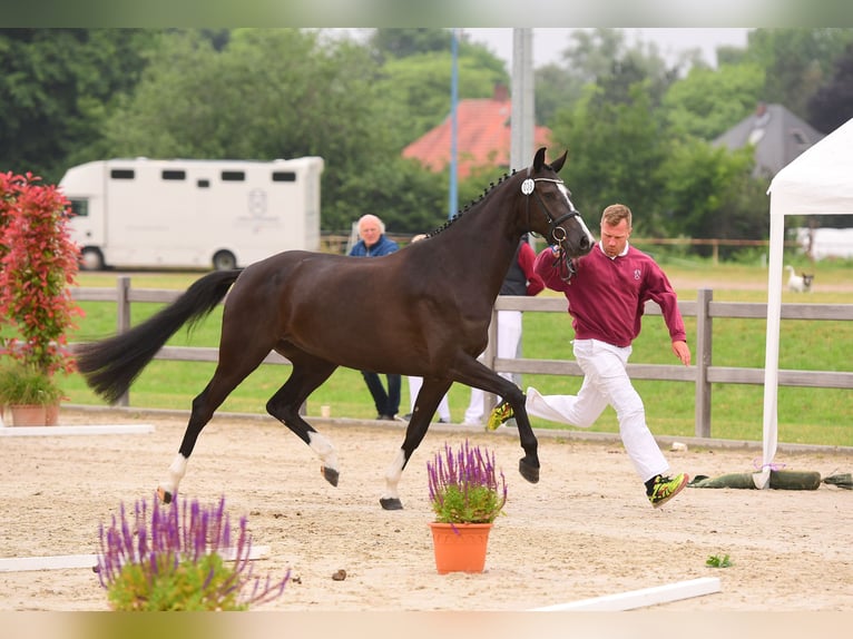 Holstein Mare 7 years 16,1 hh Smoky-Black in Schierensee