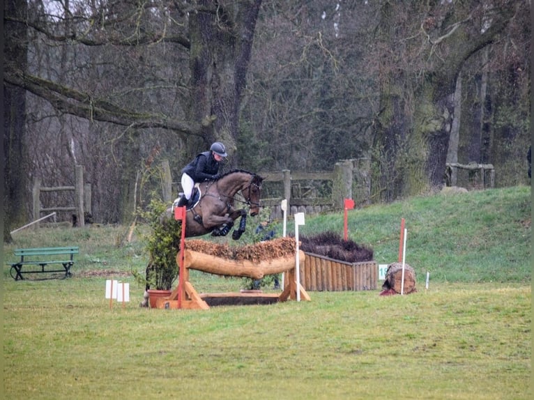 Holstein Mare 7 years 16.2 hh Brown in Havelberg