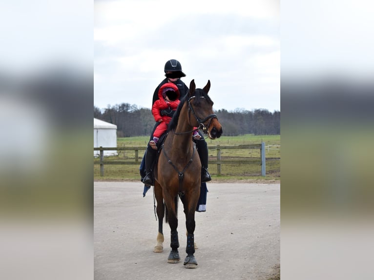 Holstein Mare 7 years 16.2 hh Brown in Havelberg