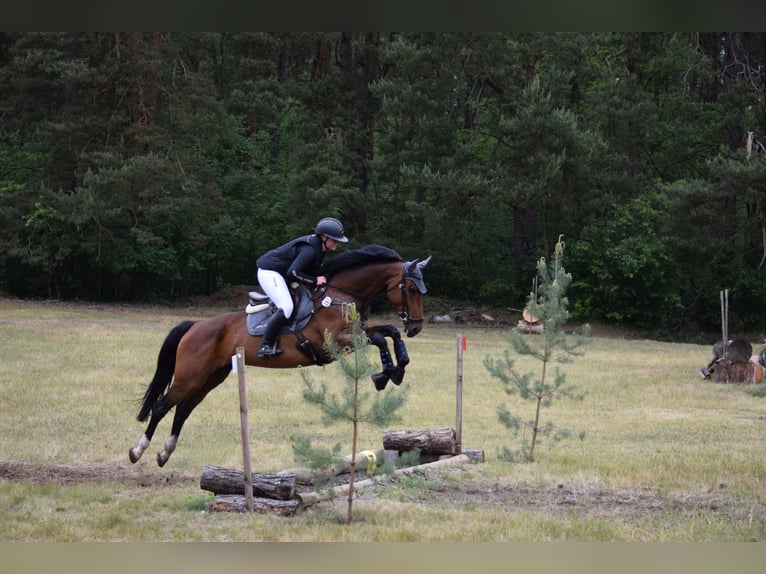 Holstein Mare 7 years 16.2 hh Brown in Havelberg