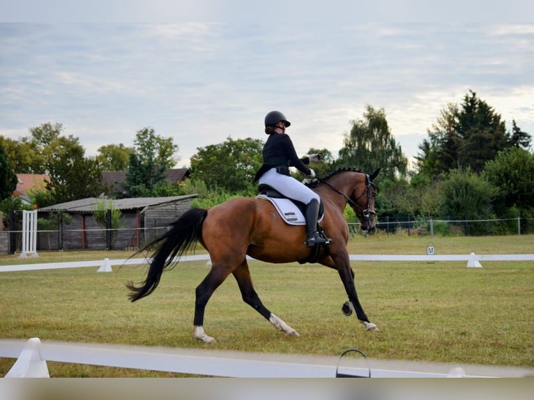 Holstein Mare 7 years 16.2 hh Brown in Havelberg
