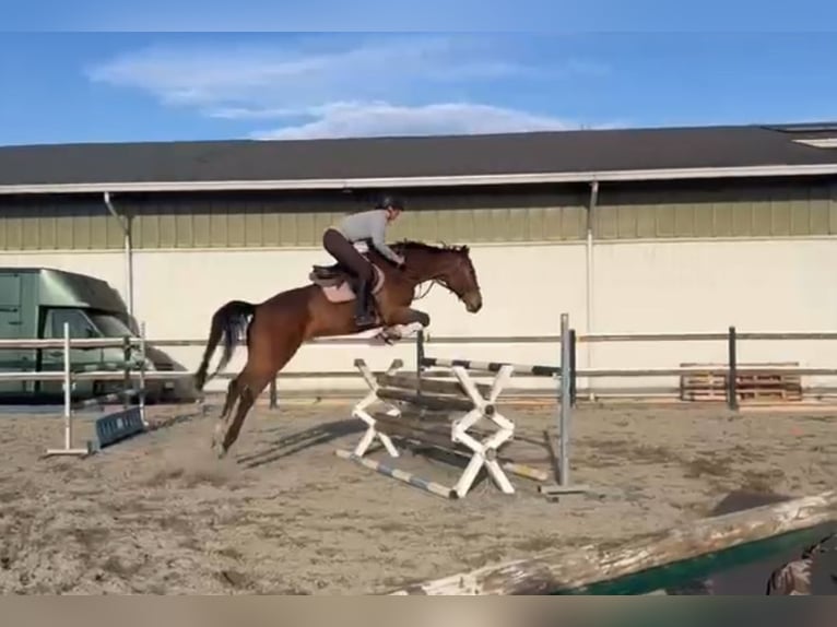 Holstein Mare 7 years 16.2 hh Brown in Mansuè