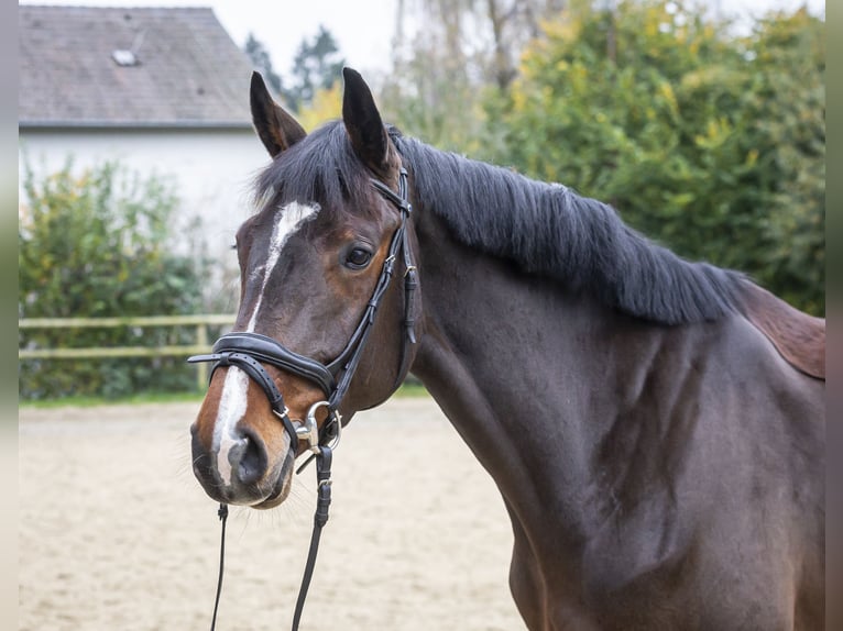 Holstein Mare 7 years 16,2 hh Brown in Wuppertal